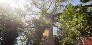 El Niño aumenta o calor e diminui as chuvas em área preservada da Amazônia