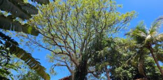 Dia da Árvore inspira cuidado com a natureza, a memória e o pertencimento